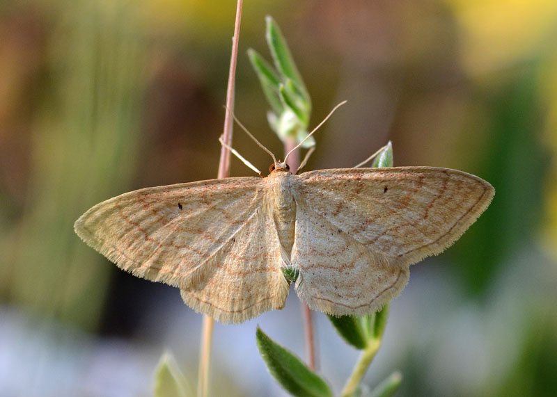 Geometridae da identificare